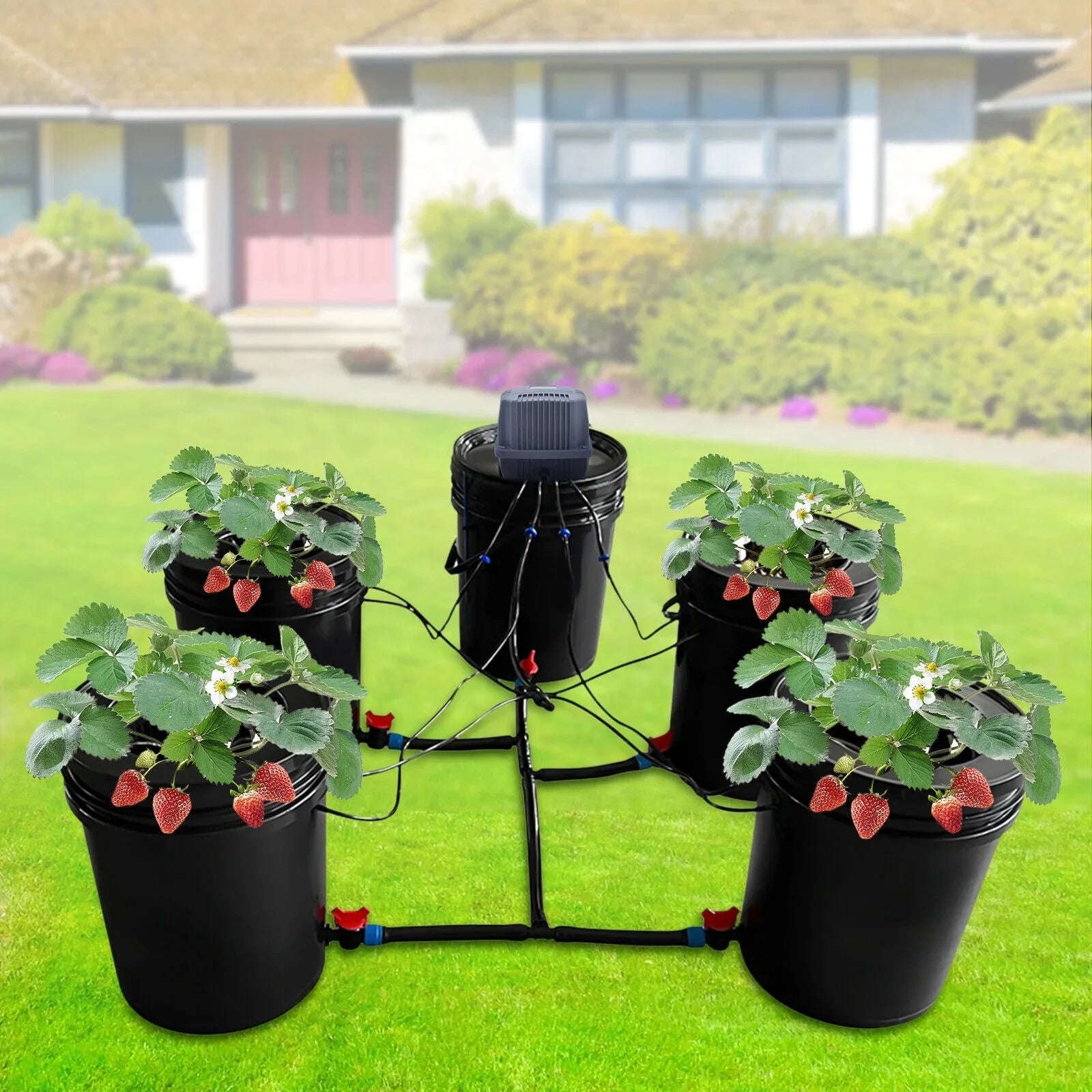 System 5 Vegetables Bucket Growing System System Hydroponic Hydroponics Kit Gardening Hydroponics for Miumaeov Gallon Growing System