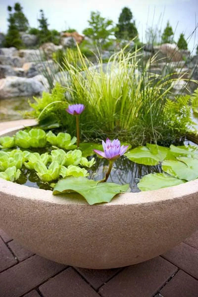Easy Floating Aquariums Premium Plants Gardens - Water Live Lettuce Water for and Pond 5