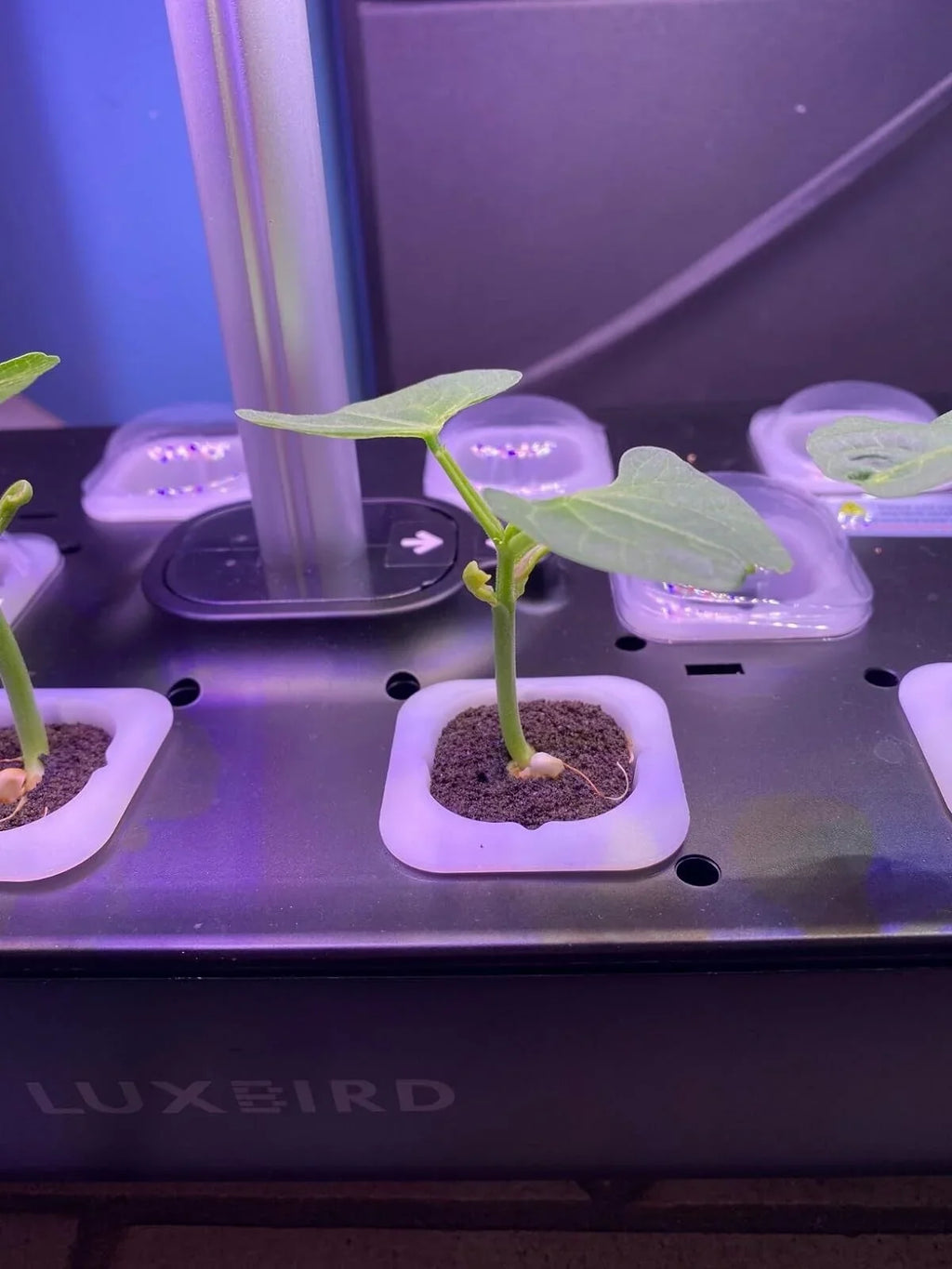 System Hydroponics Kit Germination Grow Indoor Time Garden Growing Light 36W LED