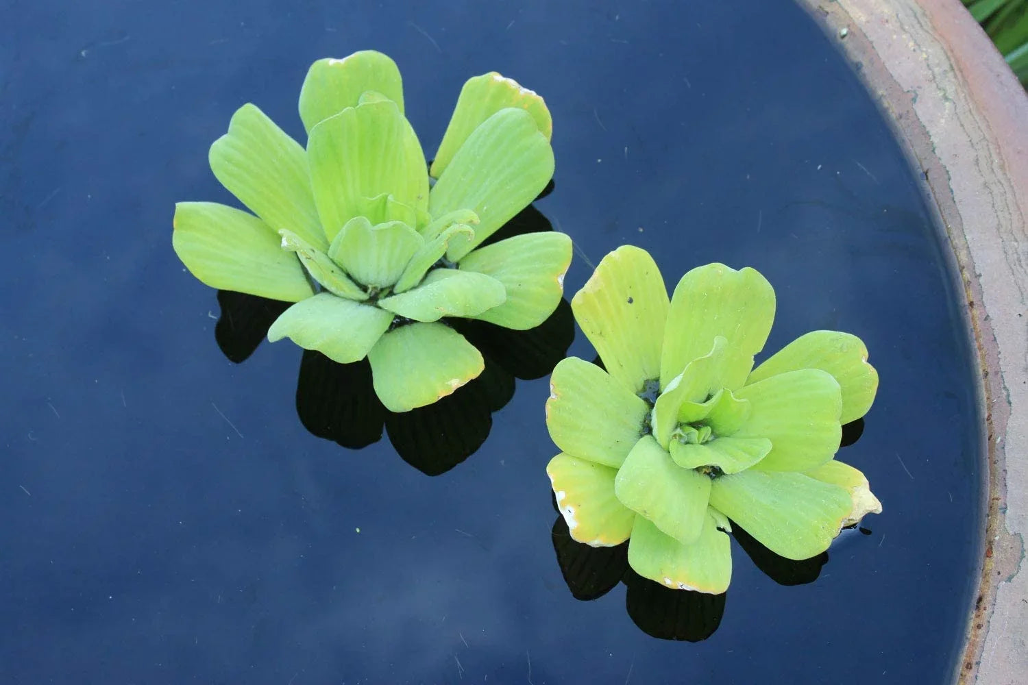 Easy Floating Aquariums Premium Plants Gardens - Water Live Lettuce Water for and Pond 5