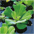 Easy Floating Aquariums Premium Plants Gardens - Water Live Lettuce Water for and Pond 5