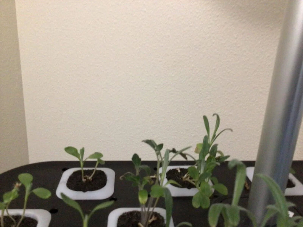 System Hydroponics Kit Germination Grow Indoor Time Garden Growing Light 36W LED
